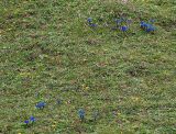 Gentiana angulosa