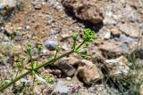 Ferulago trachycarpa. Верхушка зацветающего растения. Израиль, горный массив Хермон, ≈ 1400 м н.у.м. 07.07.2018.