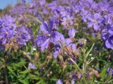 Geranium pratense. Верхушка побега с цветком, бутоном и отцветшими цветками. Магаданская обл., окр. г. Магадан, ост. \"Аммональная\", отвал на антропогенном лугу, который используется для выпаса коров. 18.08.2018.