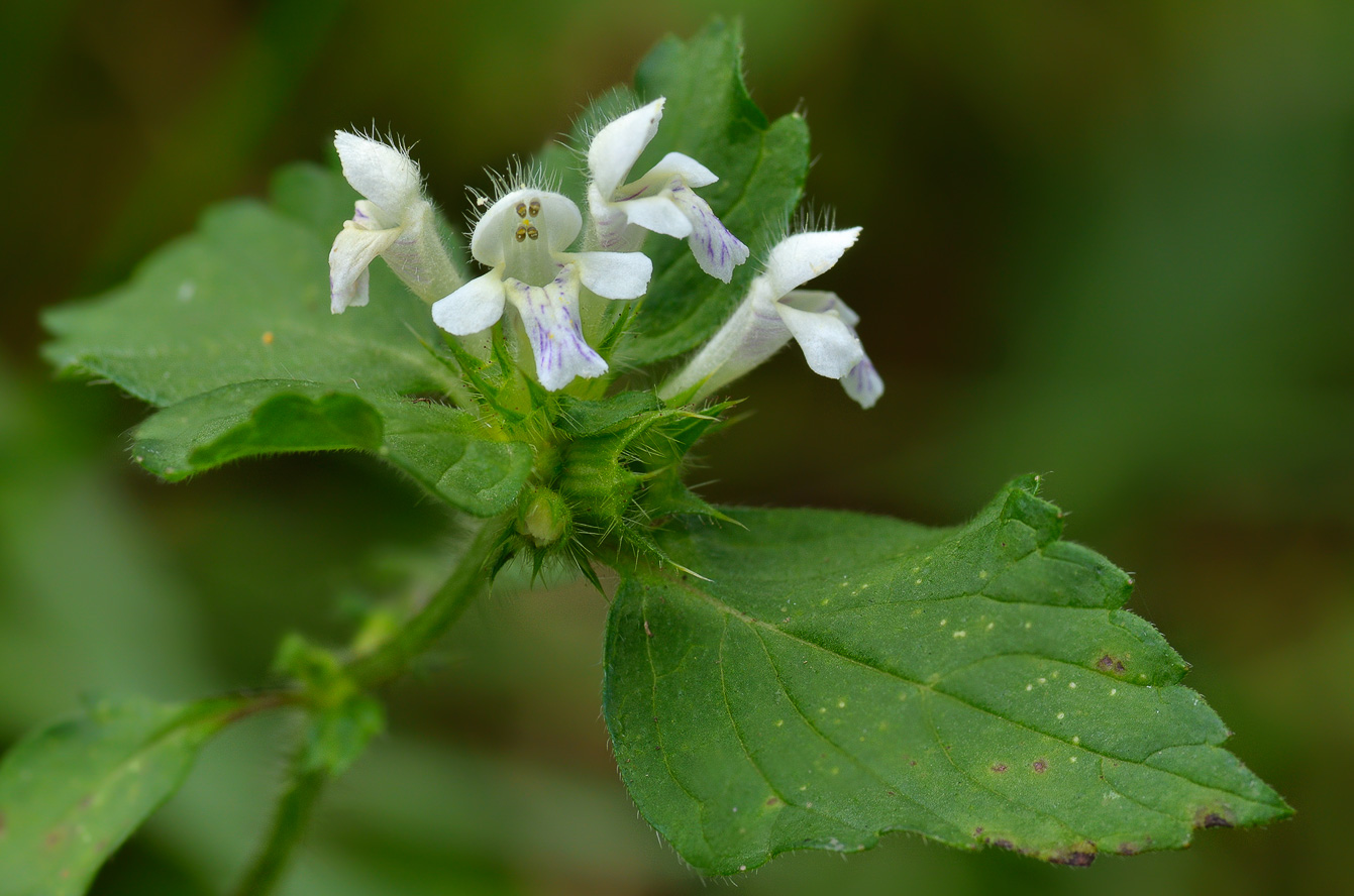 Изображение особи Galeopsis bifida.