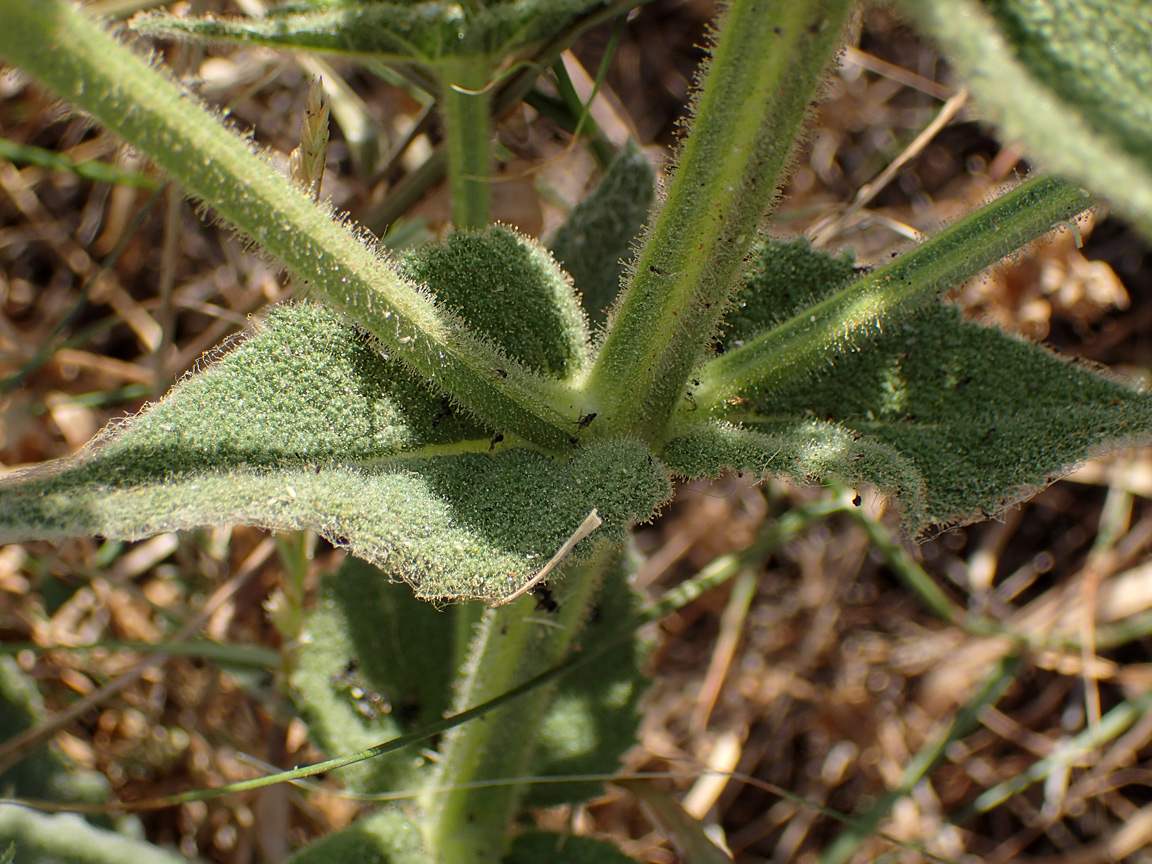 Изображение особи Salvia argentea.