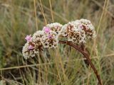 Goniolimon speciosum. Верхушка побега с соплодием с плодами и одиночными цветками. Башкортостан, Учалинский р-н, Ильчигуловский сельсовет, окр. дер. Мулдашево, хр. Нурали, каменистый склон, ≈ 700 м н.у.м. 7 сентября 2018 г.