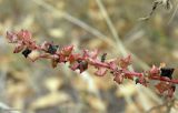 Atriplex patula