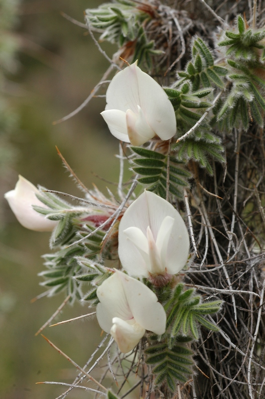 Image of Caragana jubata specimen.