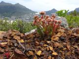 Crassula fascicularis