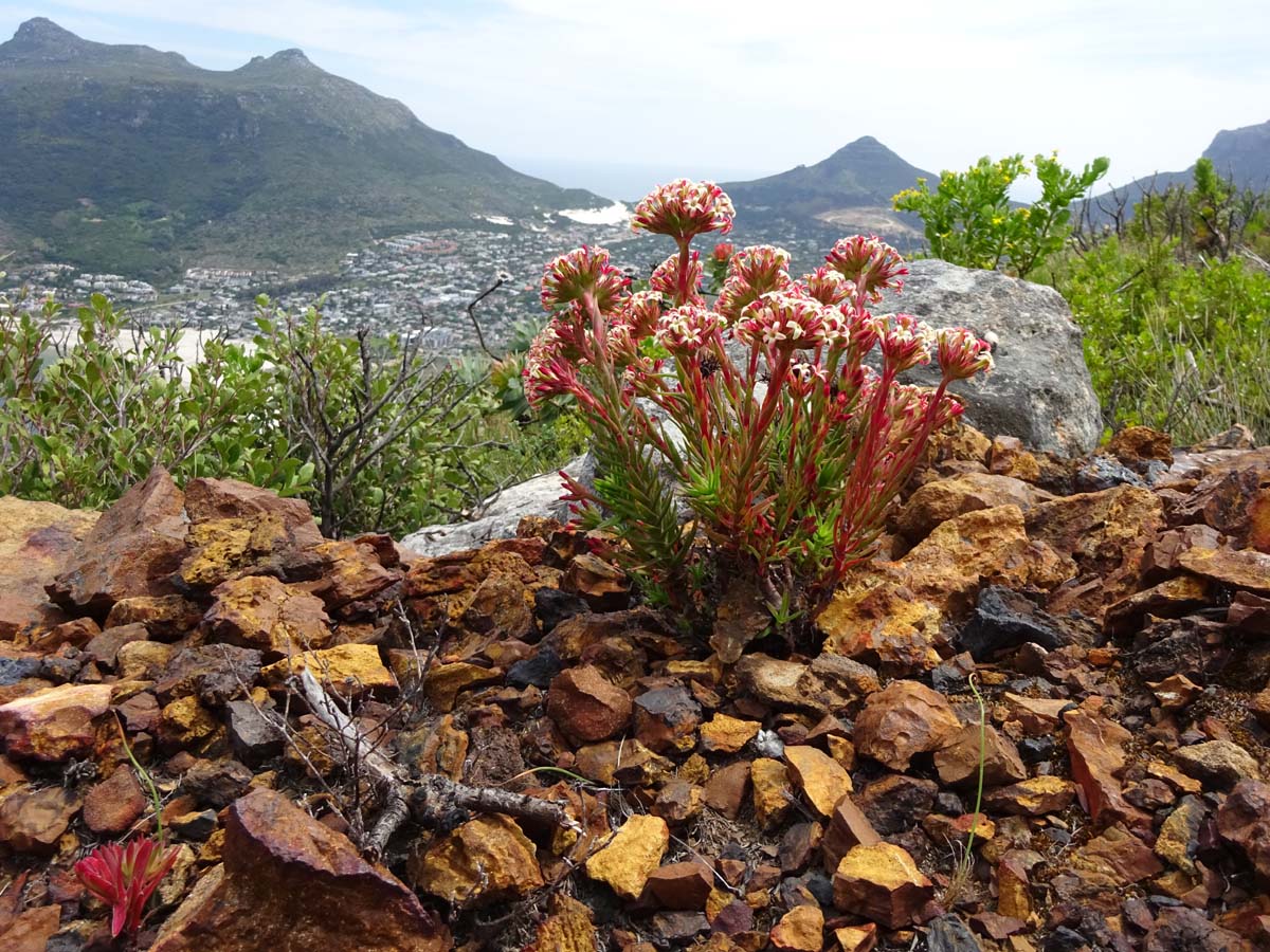 Image of Crassula fascicularis specimen.