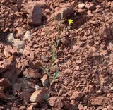 Crepis tectorum. Цветущее растение. Иркутская обл., Осинский р-н, окр. дер. Рассвет, Братское вдхр., осыпающийся склон холма. 04.07.2018.