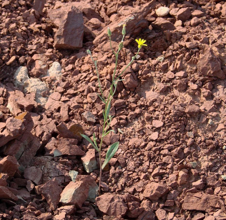 Изображение особи Crepis tectorum.