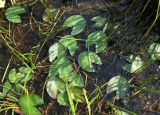 Nymphaea candida