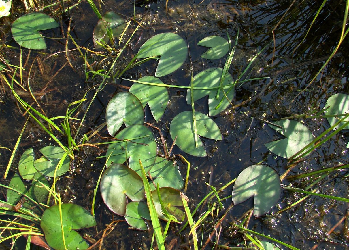 Image of Nymphaea candida specimen.