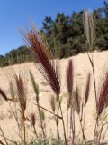 Hordeum leporinum