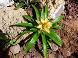 род Guzmania