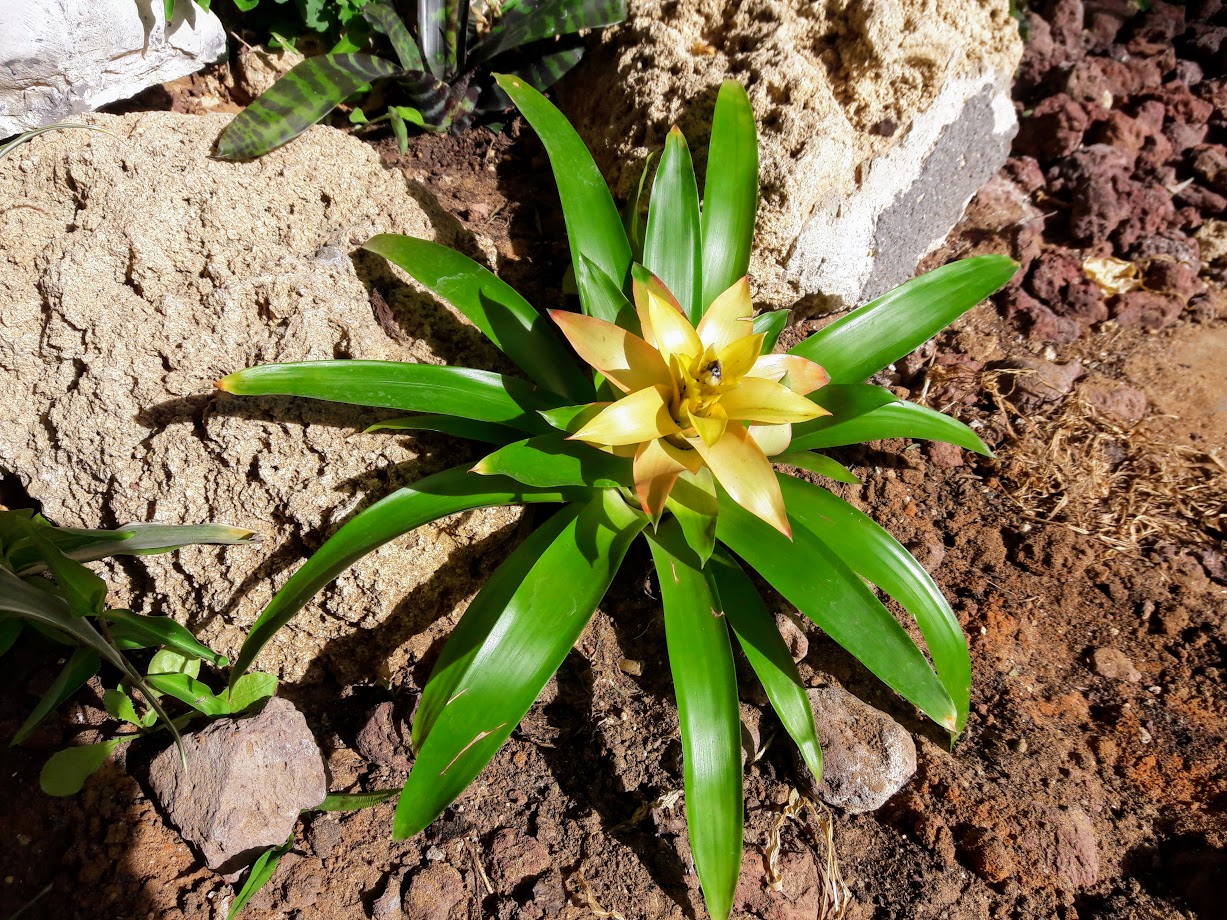 Изображение особи род Guzmania.