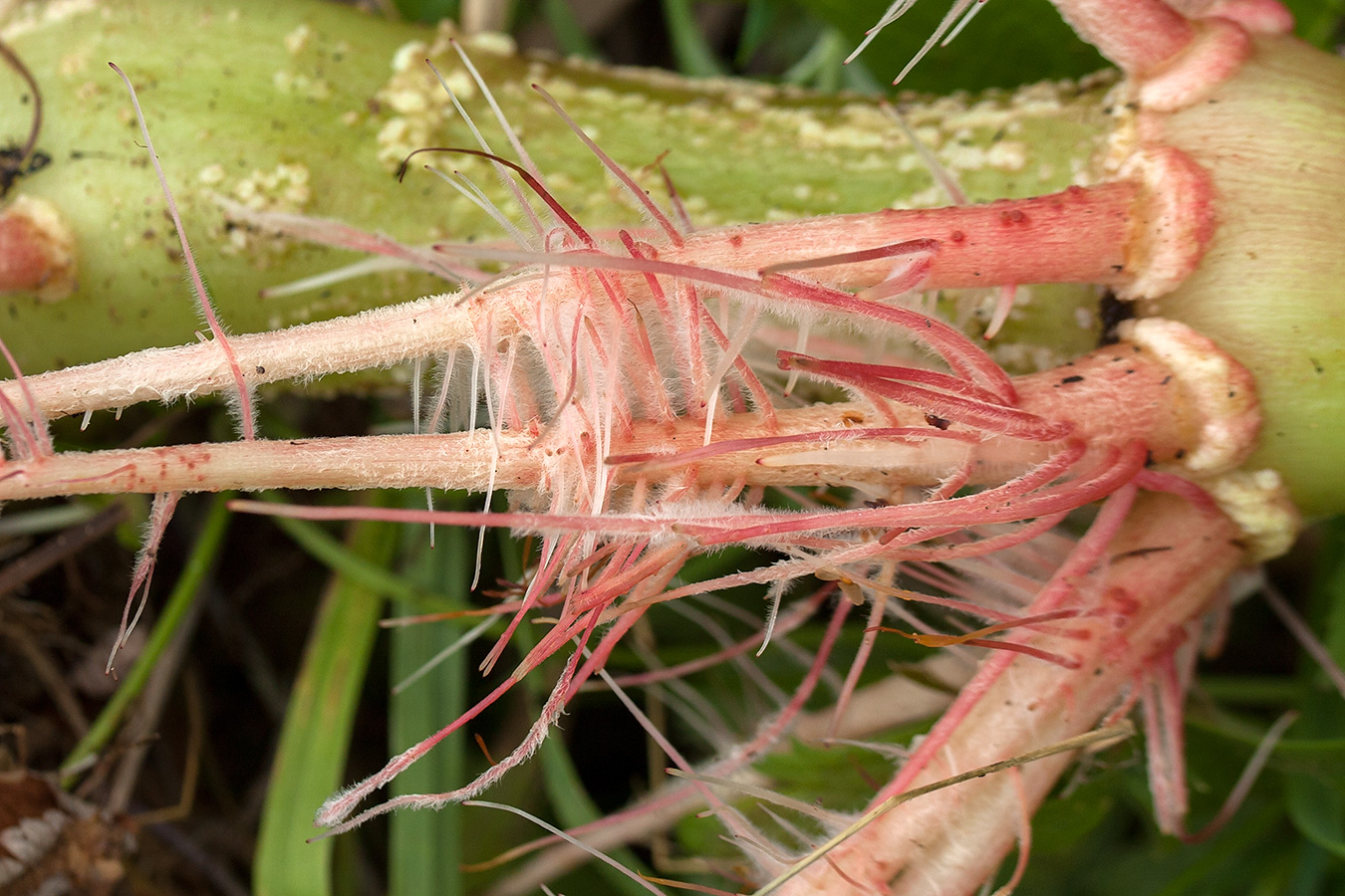 Image of Impatiens glandulifera specimen.