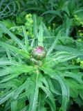 Cirsium heterophyllum