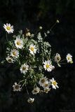 Pyrethrum parthenifolium. Верхушка побега с соцветиями. Краснодарский край, Туапсинский р-н, парк Кадош, скалистый склон к морю. 27.09.2011.