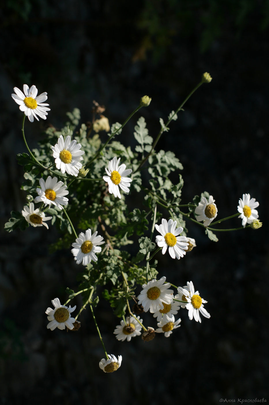 Изображение особи Pyrethrum parthenifolium.