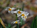 Narcissus tazetta. Цветки. Турция, национальный парк Олимпос-Бейдаглары, мыс Гелидония, опушка сосняка. 04.01.2019.