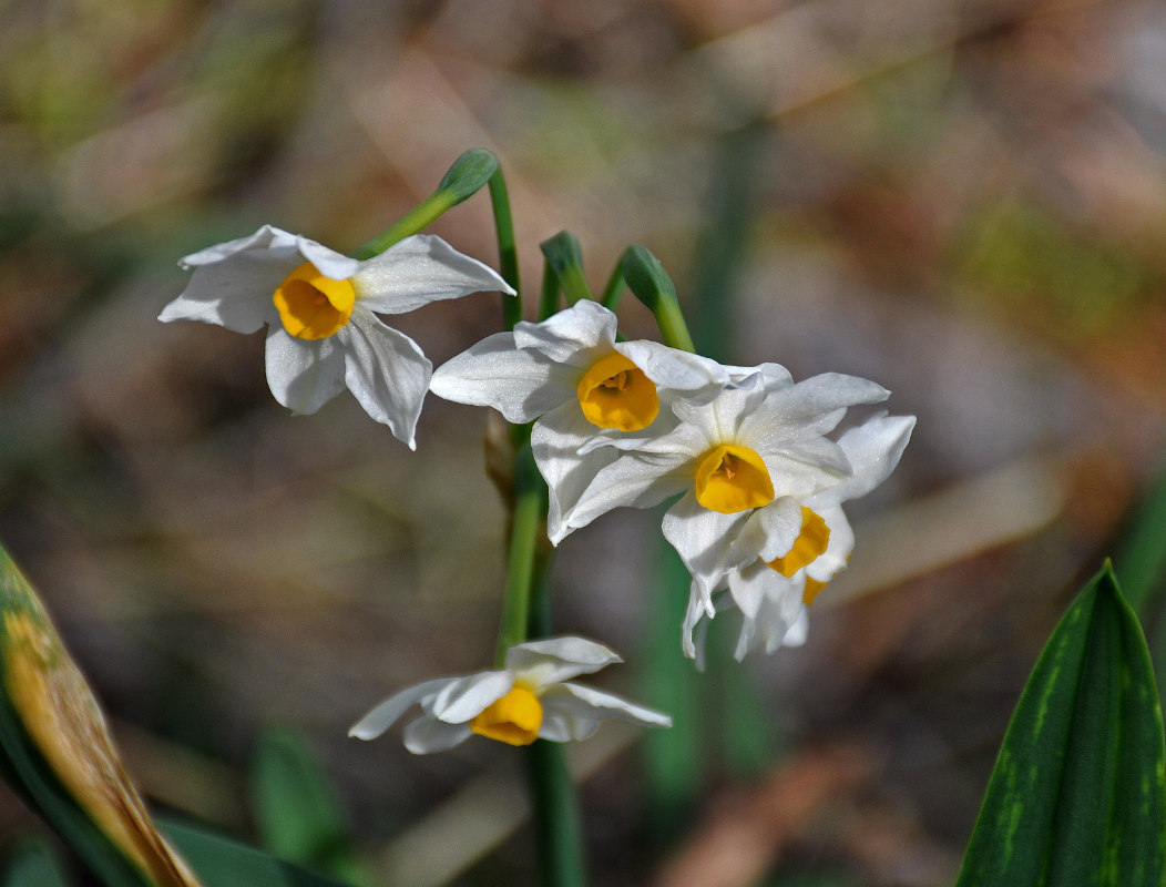 Изображение особи Narcissus tazetta.