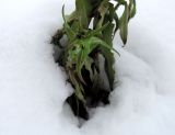 Cichorium intybus. Боковой побег. Беларусь, г. Гродно, ж.-д. насыпь, склон южной экспозиции. 23.12.2018.