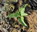 Spiranthes spiralis