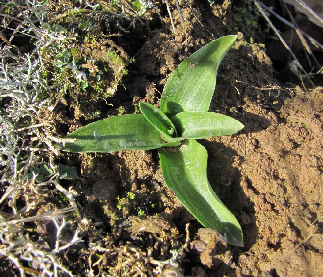 Изображение особи Spiranthes spiralis.