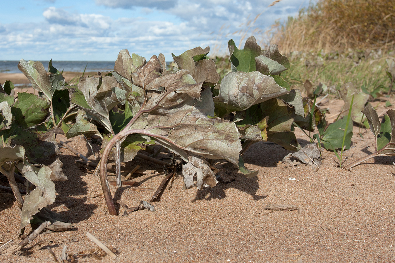 Image of Petasites spurius specimen.