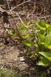 Trachystemon orientalis