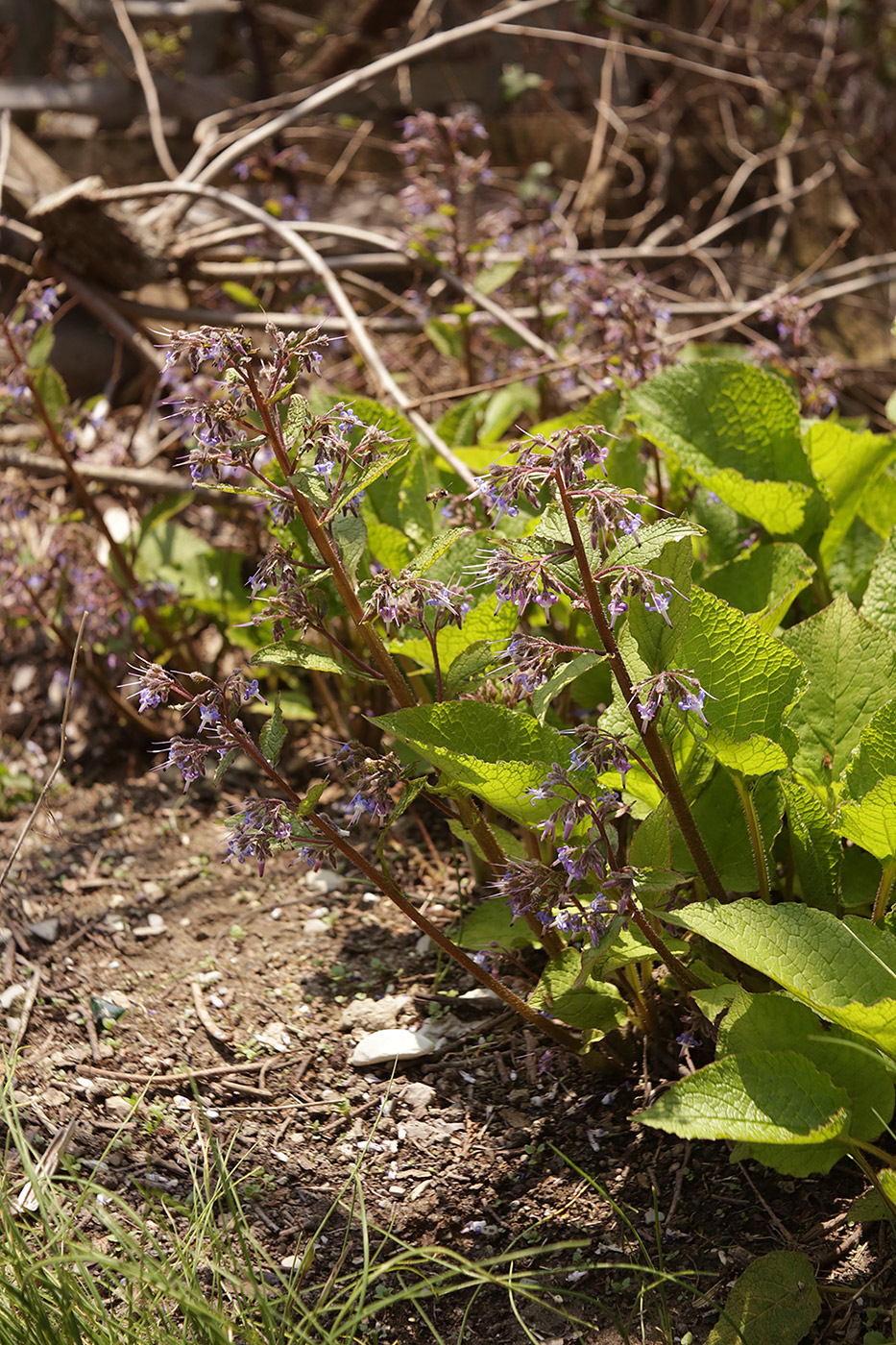 Изображение особи Trachystemon orientalis.