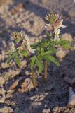 Corydalis marschalliana. Цветущее растение. Костромская обл., Судиславский р-н, дер. Антипино, в культуре. 25.04.2019.