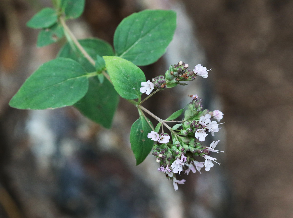 Image of Origanum vulgare specimen.