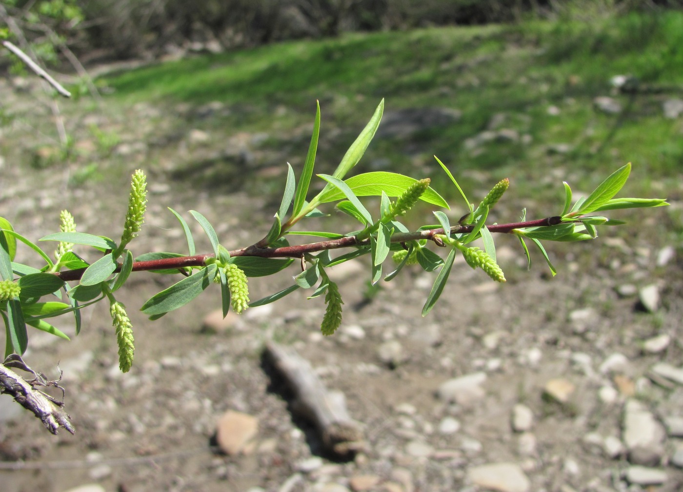 Image of Salix elbursensis specimen.