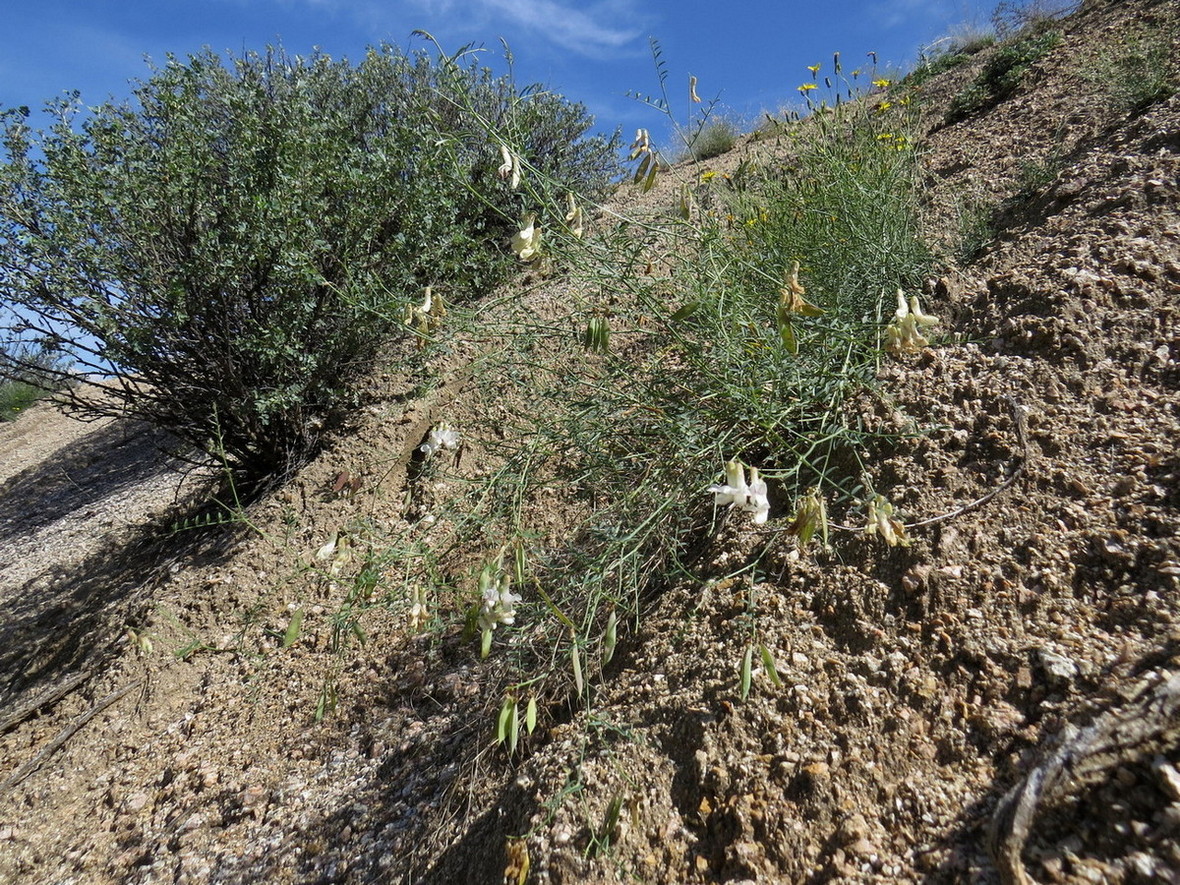 Изображение особи Vicia costata.