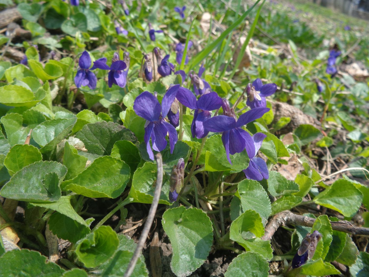 Image of Viola odorata specimen.