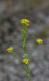 Erysimum hieraciifolium. Верхушка растения. Санкт-Петербург, Красногвардейский р-н, окр. ж. д. ст. «Пискарёвка», на краю ж. д. полотна. 22.06.2019.