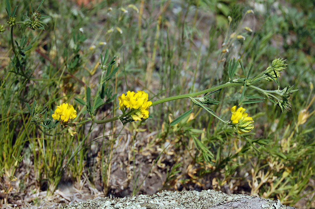 Изображение особи Medicago falcata.