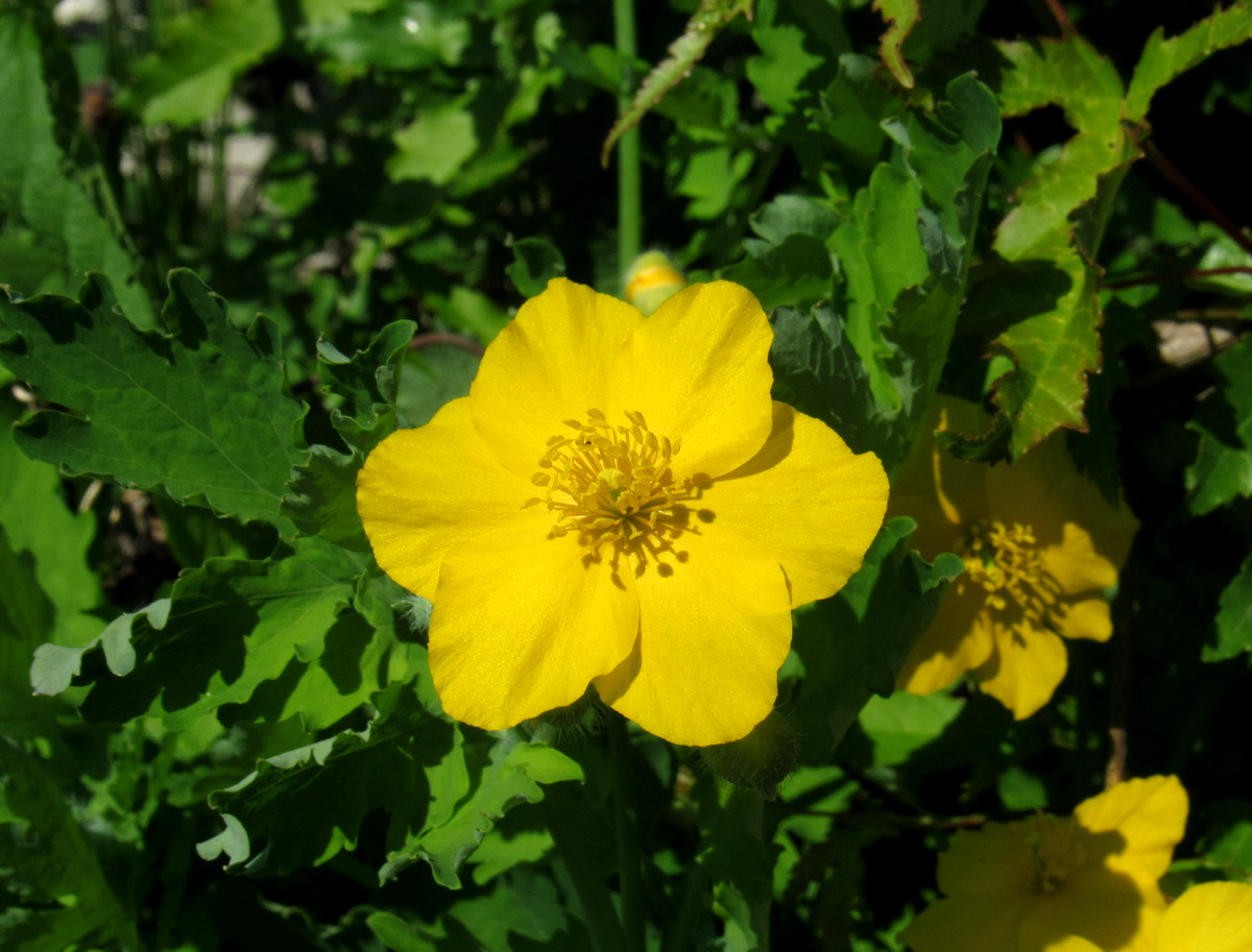 Изображение особи Chelidonium asiaticum.