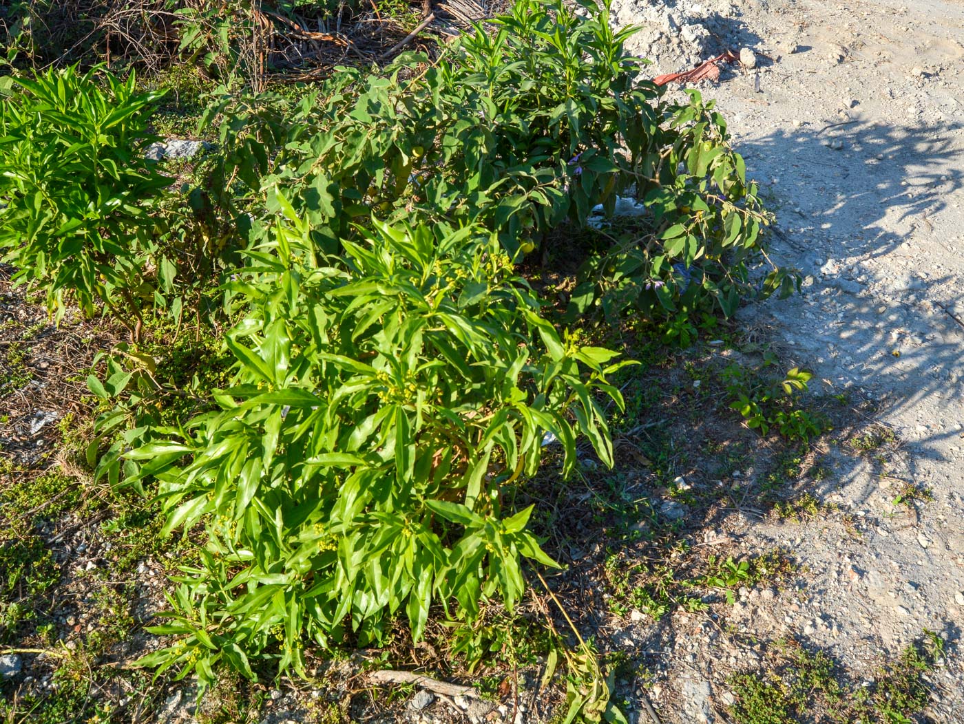 Изображение особи семейство Asteraceae.