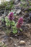 Dracocephalum pinnatum