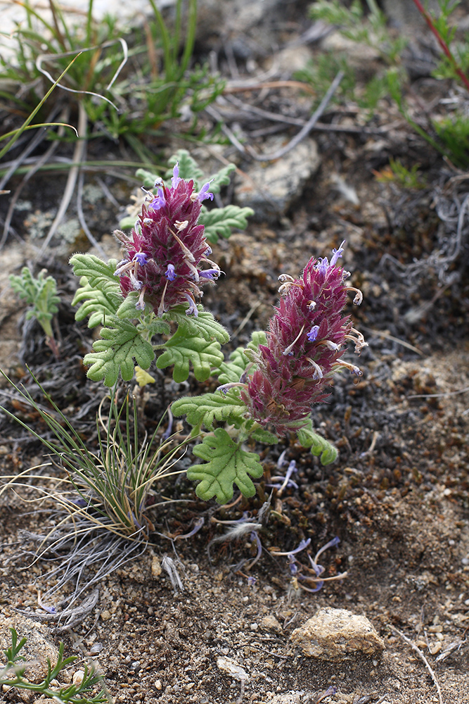 Image of Dracocephalum pinnatum specimen.