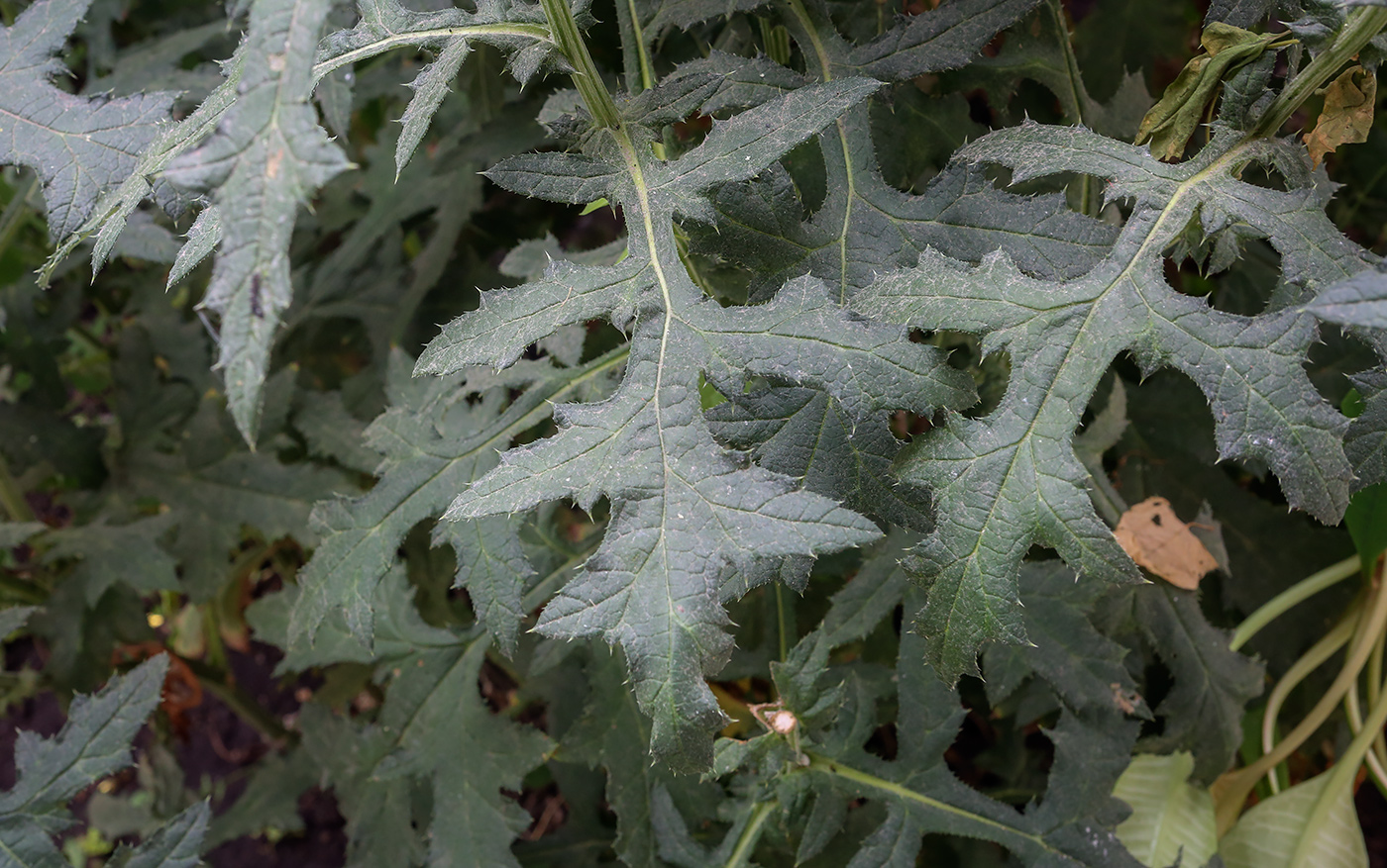 Изображение особи Echinops exaltatus.