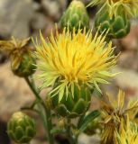 Centaurea salonitana