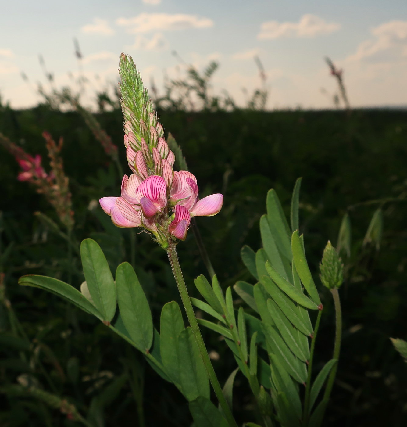 Image of Onobrychis viciifolia specimen.