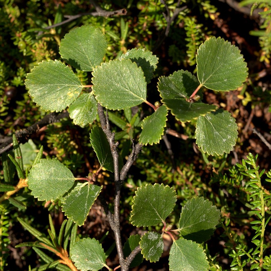 Image of Betula &times; alpestris specimen.