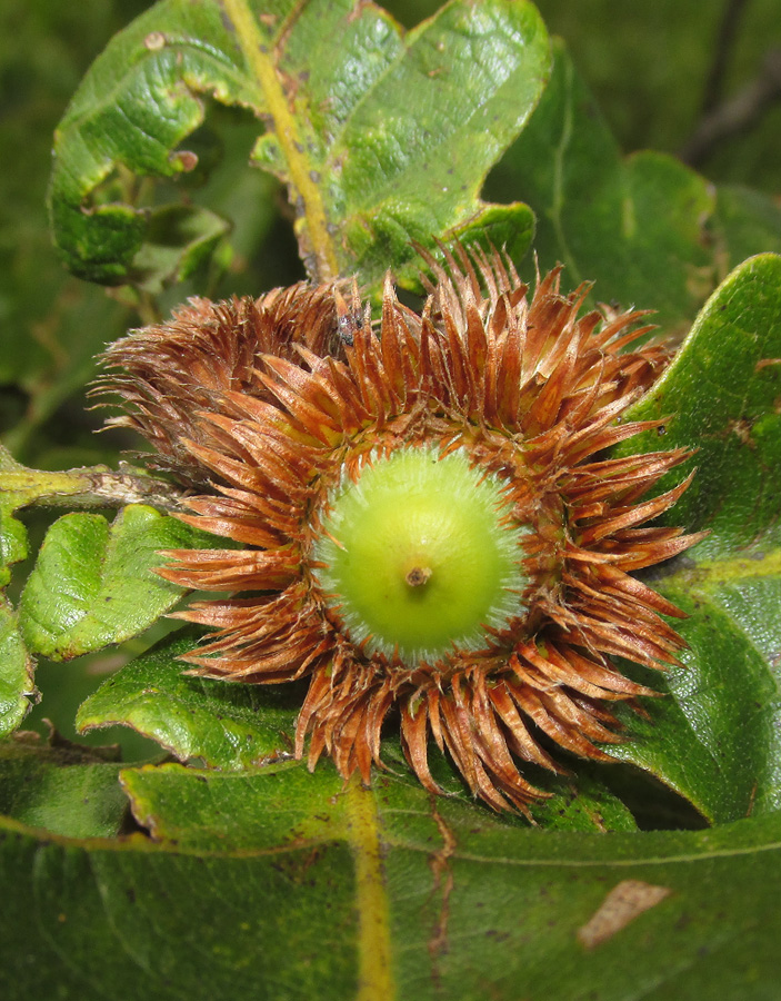 Изображение особи Quercus dentata.