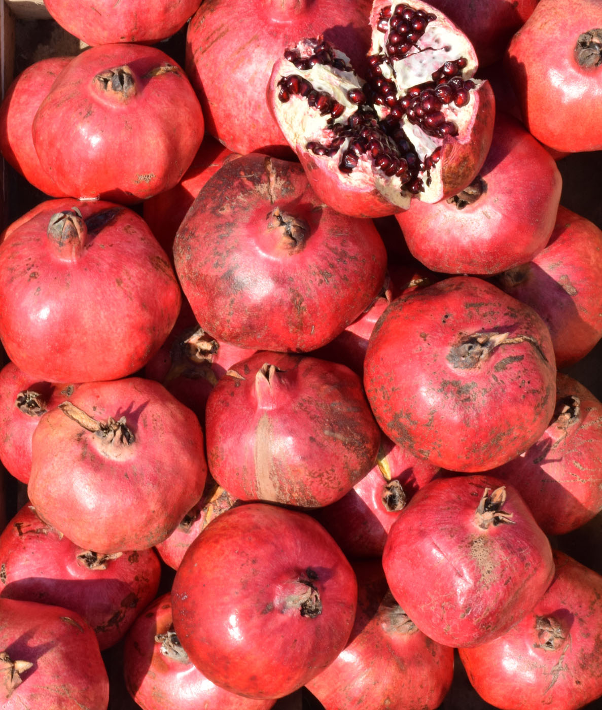 Image of Punica granatum specimen.