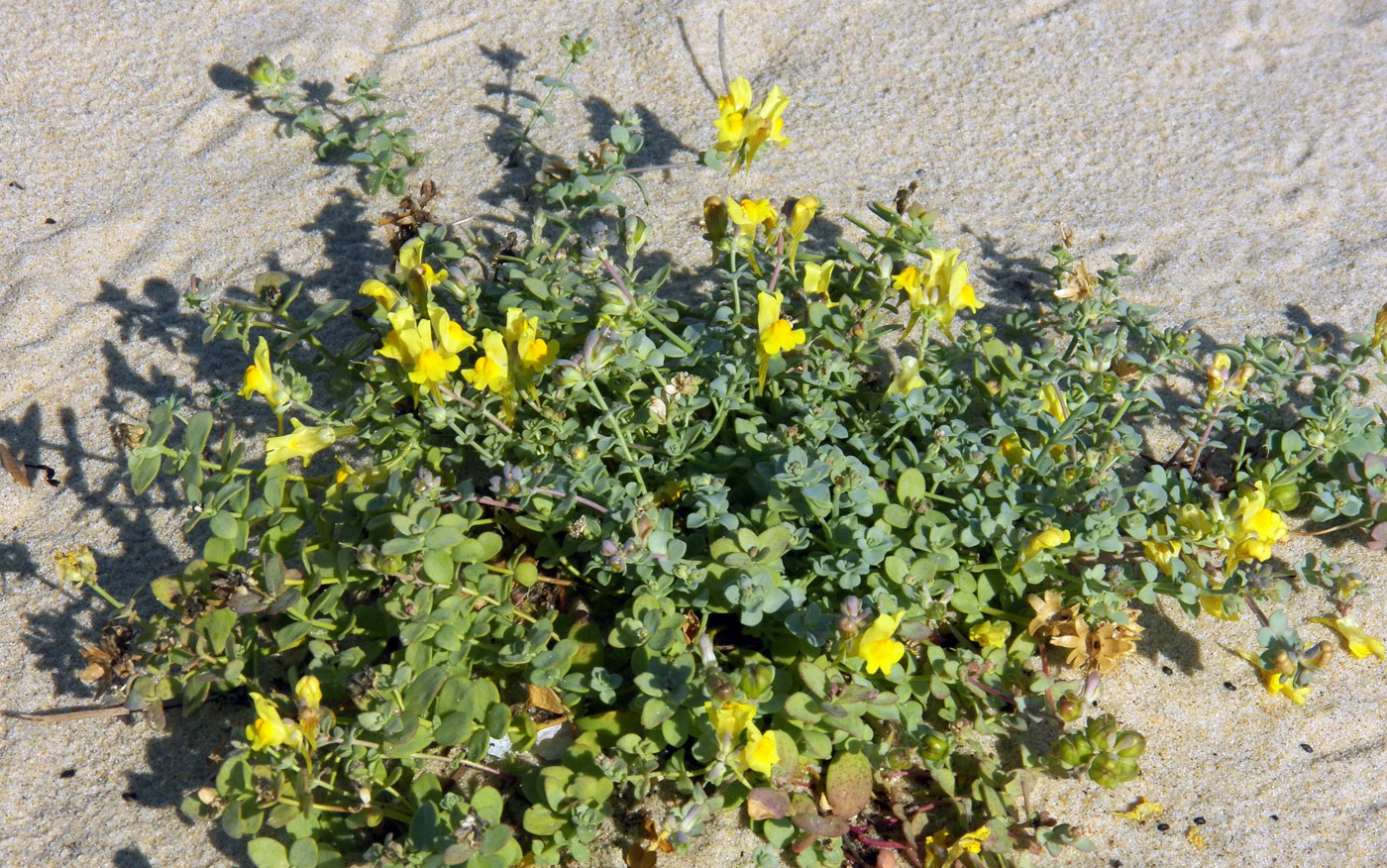 Изображение особи Linaria thymifolia.