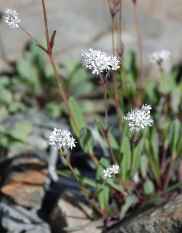 Изображение особи Gypsophila cephalotes.