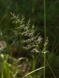 Calamagrostis arundinacea. Соцветие и часть генеративного побега. Финляндия, муниципалитет Савонлинна, гряда Пункахарью, склон моренной гряды северо-восточной экспозиции, травяной сосняк. 13.07.2019.