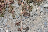 Trianthema portulacastrum
